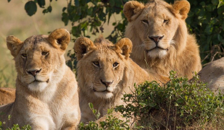 Why conserve apex predators?